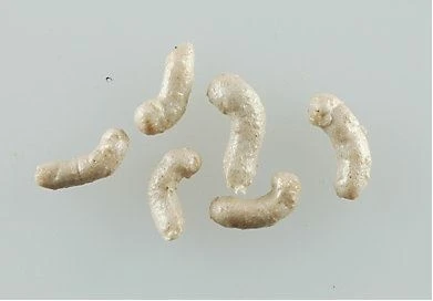 Berkley Gulp! Alive! Maggots, White – 1 inch 4 Berkley Gulp! Alive! Maggots, White – 1 inch - Image 2