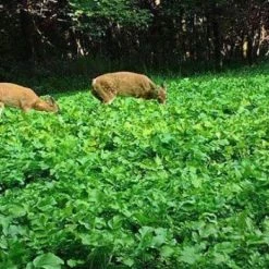 XSeed Daikon Radish Wildlife Forage – 5 lbs