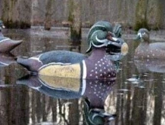 Avery Life Size Wood Duck Decoy, 6-Pack 4 Avery Life Size Wood Duck Decoy, 6-Pack - Image 2