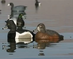 Avery 73040 GHG Life-Sized Ring Neck Ducks 7 Avery 73040 GHG Life-Sized Ring Neck Ducks -Outlet Track N Hook Store 42410593 3 1