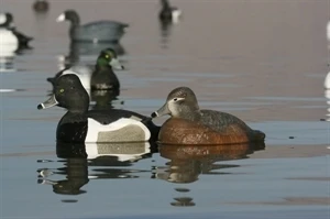 Avery 73040 GHG Life-Sized Ring Neck Ducks 5 Avery 73040 GHG Life-Sized Ring Neck Ducks - Image 3