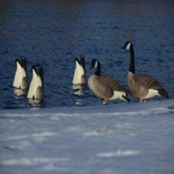 Avery PG Honker Butt-Up Feeders (Pair) 7 Avery PG Honker Butt-Up Feeders (Pair) -Outlet Track N Hook Store 42410605 2 1