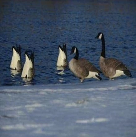 Avery PG Honker Butt-Up Feeders (Pair) 5 Avery PG Honker Butt-Up Feeders (Pair) - Image 3