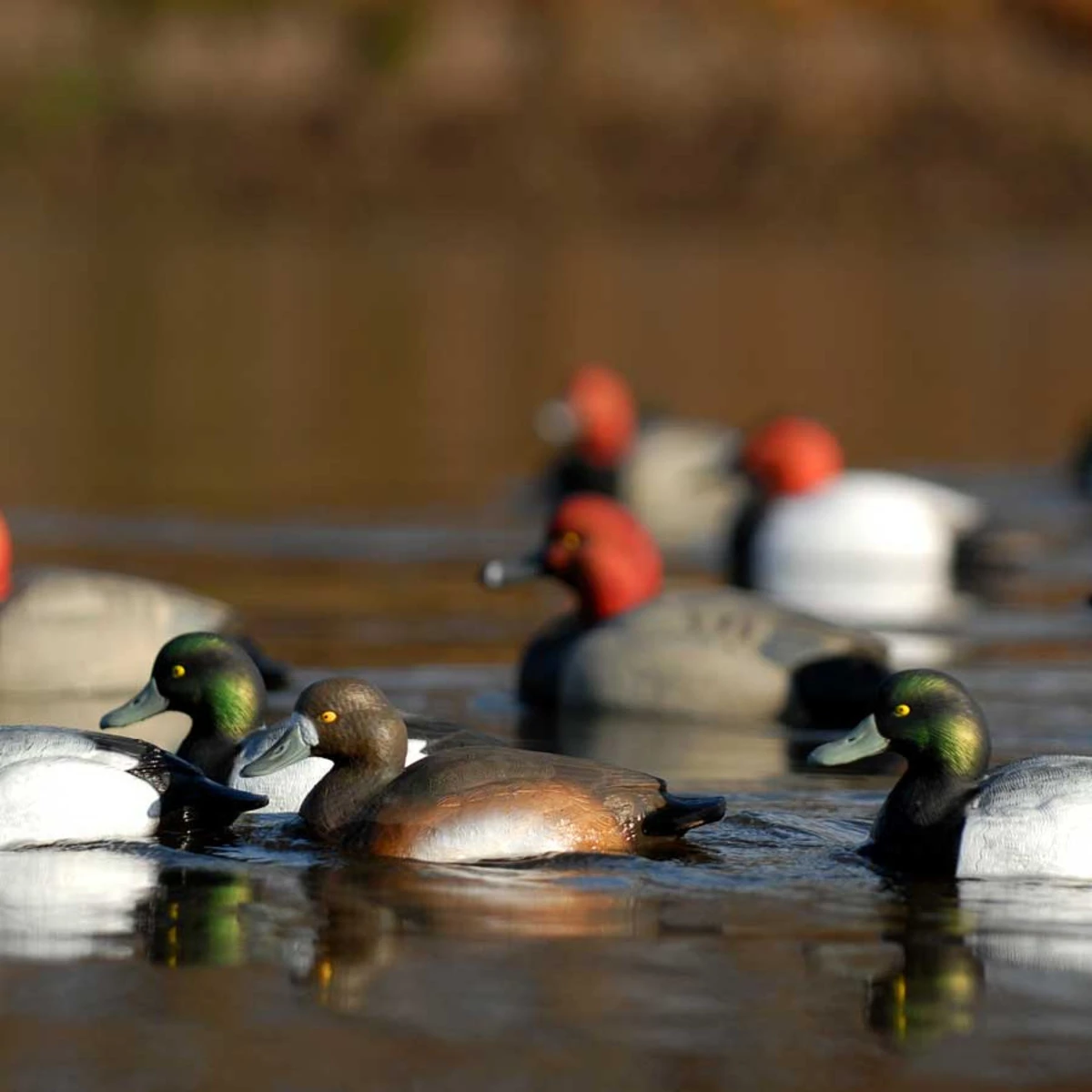 Avery GHG Life Size Bluebill Floater Decoys - 6 Pack 6 Avery GHG Life Size Bluebill Floater Decoys - 6 Pack - Image 4
