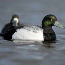 Avery GHG Life Size Bluebill Floater Decoys - 6 Pack 13 Avery GHG Life Size Bluebill Floater Decoys - 6 Pack -Outlet Track N Hook Store 42410881 5 1