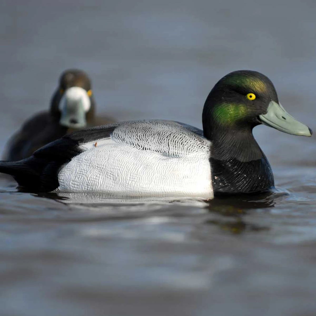 Avery GHG Life Size Bluebill Floater Decoys - 6 Pack 7 Avery GHG Life Size Bluebill Floater Decoys - 6 Pack - Image 5