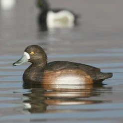 Avery GHG Life Size Bluebill Floater Decoys - 6 Pack 14 Avery GHG Life Size Bluebill Floater Decoys - 6 Pack -Outlet Track N Hook Store 42410881 6 1