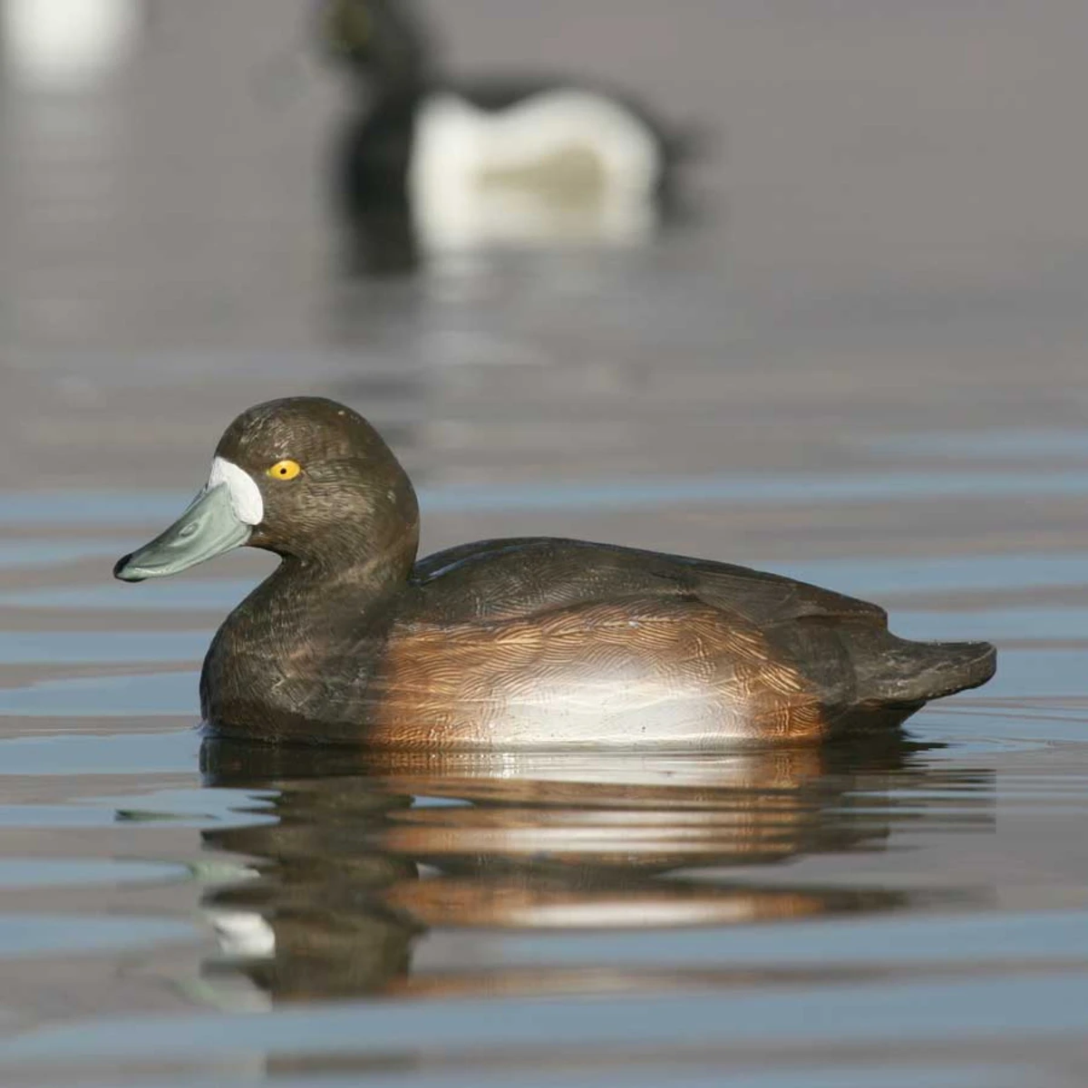 Avery GHG Life Size Bluebill Floater Decoys - 6 Pack 8 Avery GHG Life Size Bluebill Floater Decoys - 6 Pack - Image 6