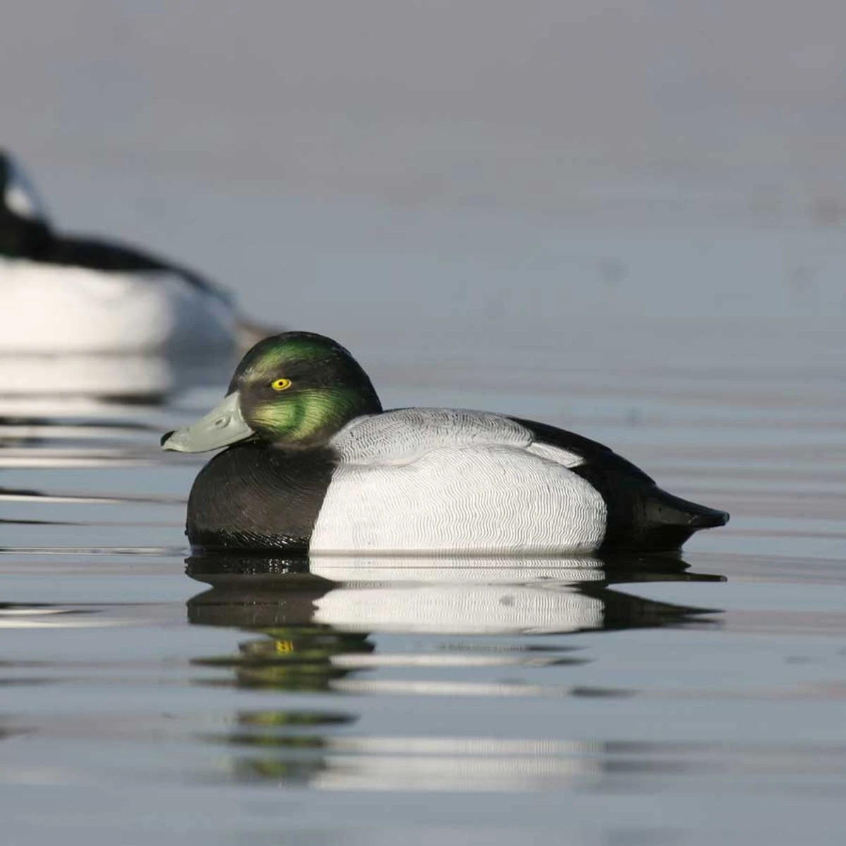 Avery GHG Life Size Bluebill Floater Decoys - 6 Pack 9 Avery GHG Life Size Bluebill Floater Decoys - 6 Pack - Image 7