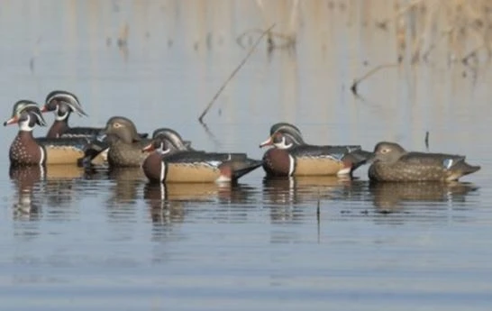 Avery Pro-Grade Series Wood Ducks, 6-Pack 4 Avery Pro-Grade Series Wood Ducks, 6-Pack - Image 2