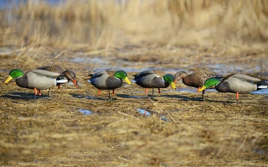 Avery Pro Grade Mallard Full Body Duck Decoys, 6-Pack 4 Avery Pro Grade Mallard Full Body Duck Decoys, 6-Pack - Image 2