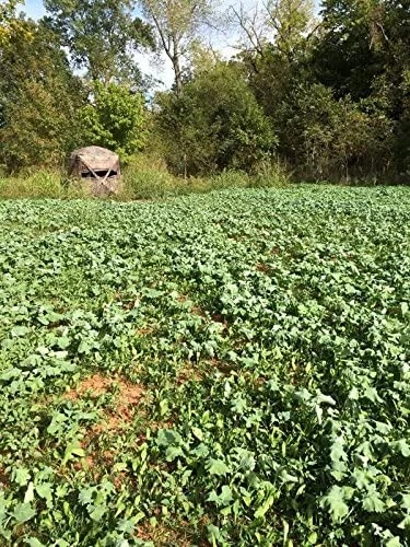 Evolved Harvest 7 Card Stud Full Season Forage – 10 lb 4 Evolved Harvest 7 Card Stud Full Season Forage – 10 lb - Image 2