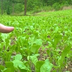 Antler King Chicory - 1 lb -Outlet Track N Hook Store akc1 3 1