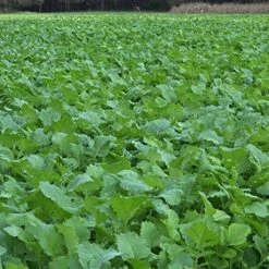 Whitetail Institute Beets & Greens – 3 LB 8 Whitetail Institute Beets & Greens – 3 LB -Outlet Track N Hook Store bg3 2 1 1