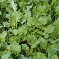 Whitetail Institute Beets & Greens – 3 LB 9 Whitetail Institute Beets & Greens – 3 LB -Outlet Track N Hook Store bg3 3 1 1