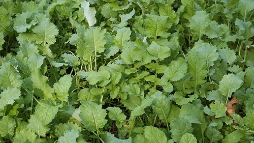 Whitetail Institute Beets & Greens – 3 LB 5 Whitetail Institute Beets & Greens – 3 LB - Image 3