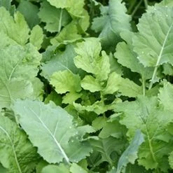 Whitetail Institute Beets & Greens – 3 LB 10 Whitetail Institute Beets & Greens – 3 LB -Outlet Track N Hook Store bg3 4 1 1