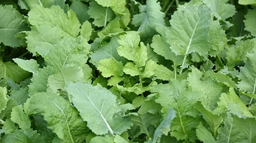 Whitetail Institute Beets & Greens – 3 LB 6 Whitetail Institute Beets & Greens – 3 LB - Image 4