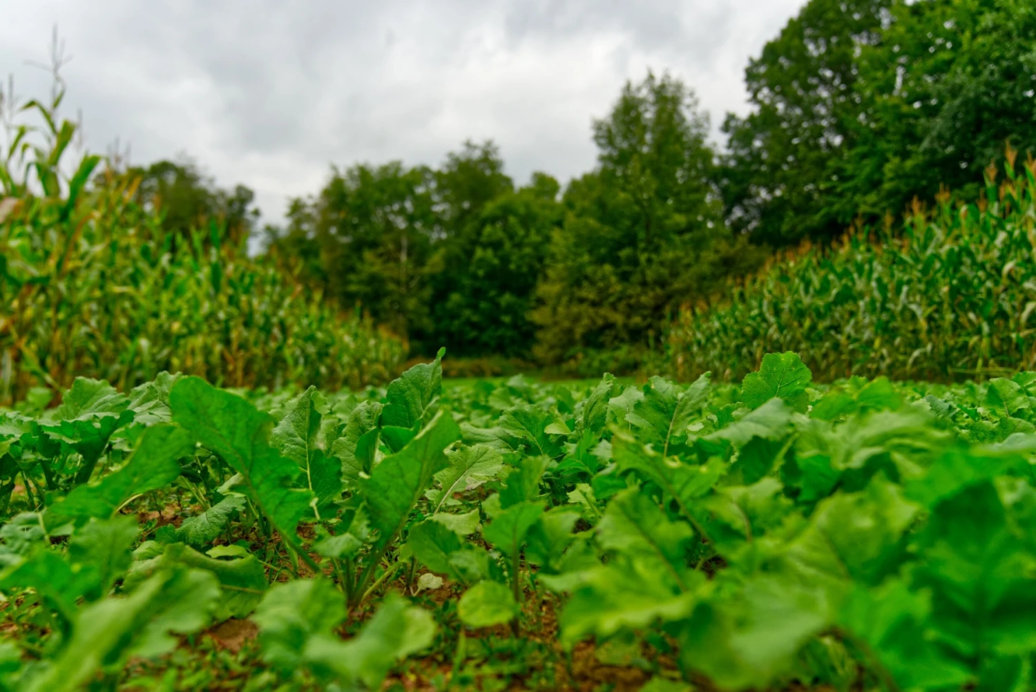 Domain Big Sexy Annual Mix 5 Domain Big Sexy Annual Mix - Image 3