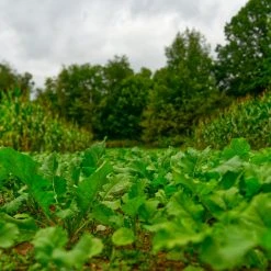 Domain Big Sexy Annual Mix -Outlet Track N Hook Store bsfp3bigsexy 1