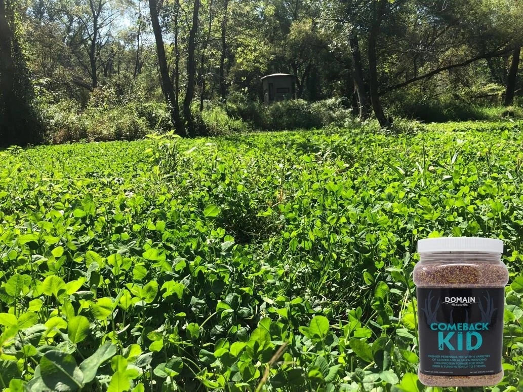 Domain Comeback Kid Perennial Mix 6 Domain Comeback Kid Perennial Mix - Image 4