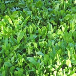 Whitetail Institute ChicMagnet (Perennial) – 3 LB -Outlet Track N Hook Store cm3 3 1