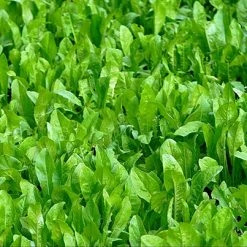 Whitetail Institute ChicMagnet (Perennial) – 3 LB -Outlet Track N Hook Store cm3 4 1