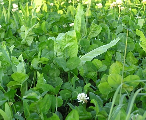 Whitetail Institute Fusion (Perennial) - 3.15 LB 4 Whitetail Institute Fusion (Perennial) - 3.15 LB - Image 2