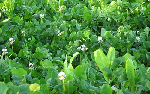 Whitetail Institute Fusion (Perennial) - 3.15 LB 5 Whitetail Institute Fusion (Perennial) - 3.15 LB - Image 3