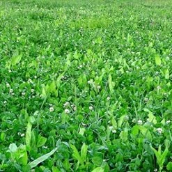 Whitetail Institute Fusion (Perennial) - 3.15 LB 10 Whitetail Institute Fusion (Perennial) - 3.15 LB -Outlet Track N Hook Store fus3.15 4 1