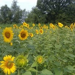 Frigid Forage Monster Magnet – 8.5 lb / 1/3 Acre Bag -Outlet Track N Hook Store monsm8.50 3 1