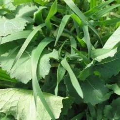 Whitetail Institute Imperial Pure Attraction (Annual) - 26 LB -Outlet Track N Hook Store pa26 4 1