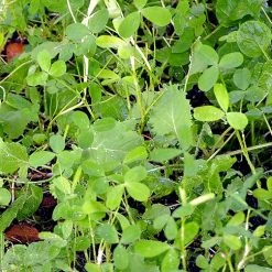 Whitetail Institute VISION (Perennial) - 4 LB -Outlet Track N Hook Store vis4 3 1