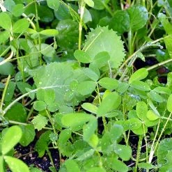 Whitetail Institute VISION (Perennial) - 4 LB -Outlet Track N Hook Store vis4 4 1