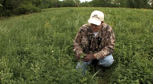 Frigid Forage Wall Hanger – 4 lb / 1/2 Acre Bag 4 Frigid Forage Wall Hanger – 4 lb / 1/2 Acre Bag - Image 2