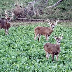 Whitetail Institute Imperial Winter-Greens (Annual) - 3 LB -Outlet Track N Hook Store wg3 3 1