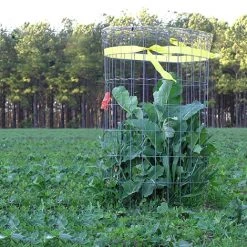 Whitetail Institute Imperial Winter-Greens (Annual) - 3 LB -Outlet Track N Hook Store wg3 4 1