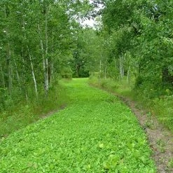 Frigid Forage Wild Game Buffet – 4 lb / 1/2 Acre Bag 10 Frigid Forage Wild Game Buffet – 4 lb / 1/2 Acre Bag -Outlet Track N Hook Store wldgmb4.0 3 1