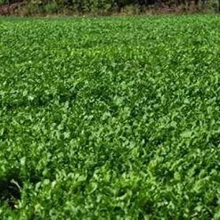 Whitetail Institute Imperial Whitetail Winter Peas PLUS - 11 LB -Outlet Track N Hook Store wp11 3 1 1